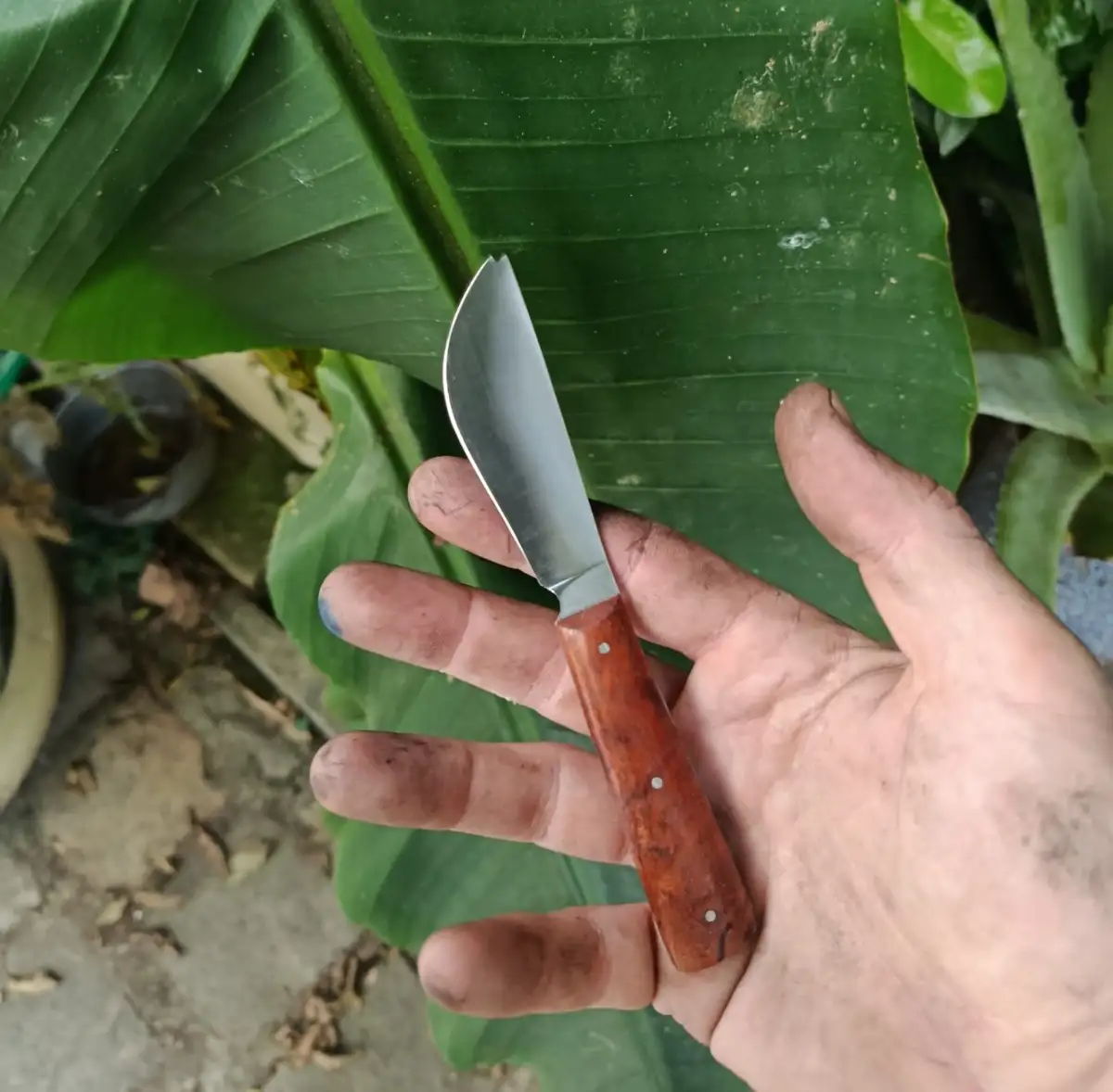 Couteau apéritif manche en acacia