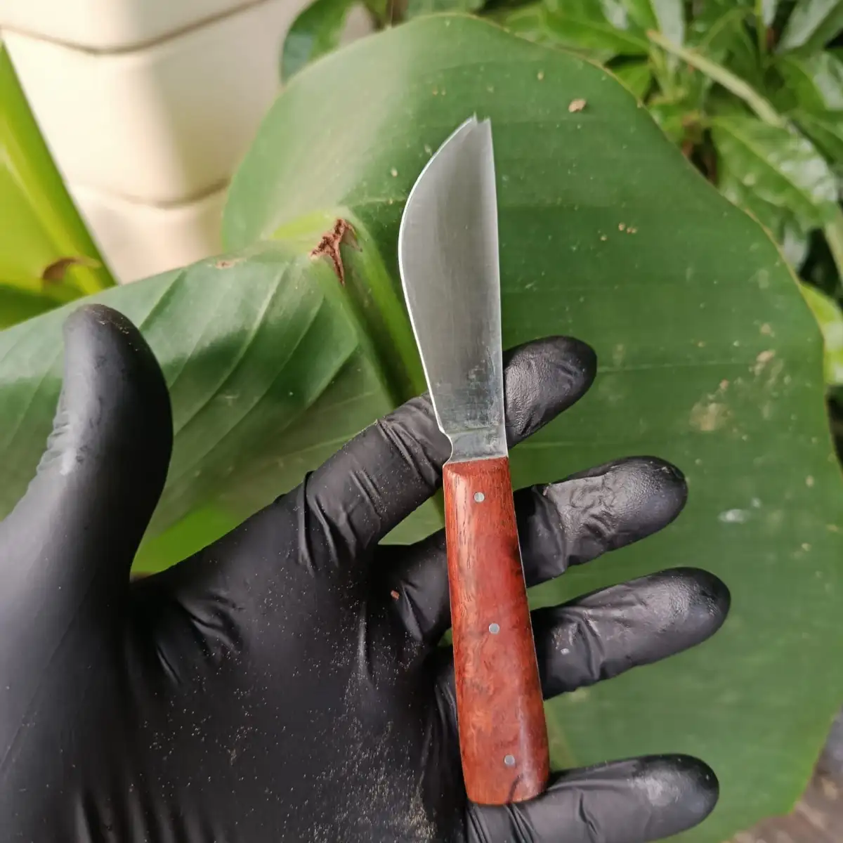 Couteau apéritif manche en acacia